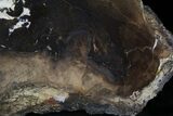 Petrified Wood Slab - Sweethome, Oregon #25875-2